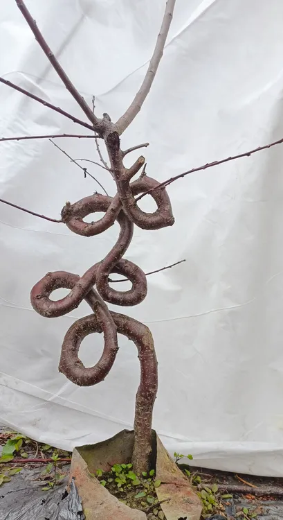 造型红梅5公分左右