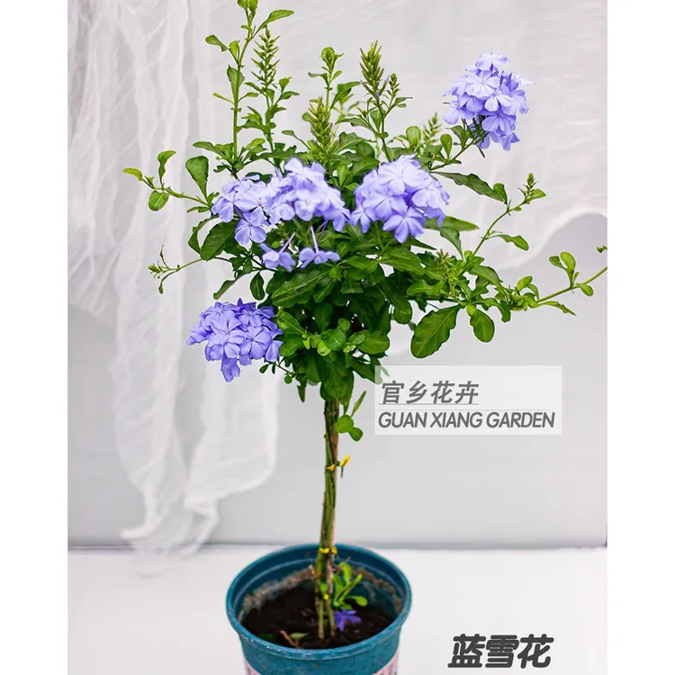 蓝雪花棒棒糖带花苞多编庭院阳台四季开花好养喜水喜光半攀援植物