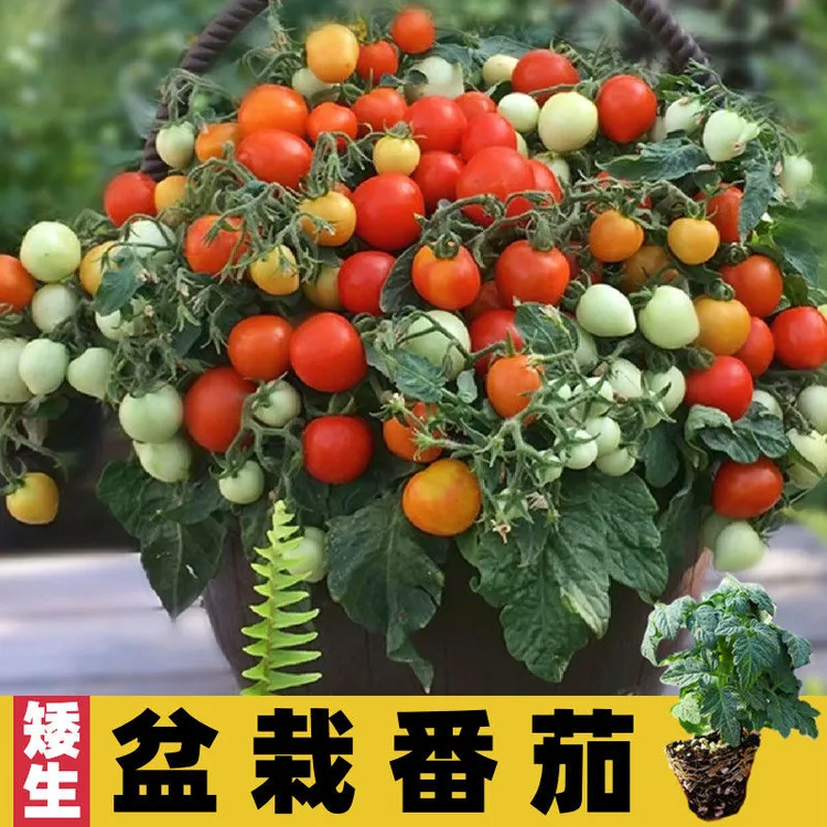 挂果西红柿盆栽矮珠型好养好看好吃