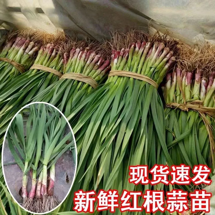 【去半叶蒜苗】新鲜红皮蒜苗农家自种应季蒜苗炒肉五斤三斤现挖现发