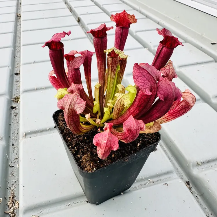 食虫植物菲奥娜/查尔逊/猩红瓶子草可选 驱蚊草室内桌面绿植盆栽