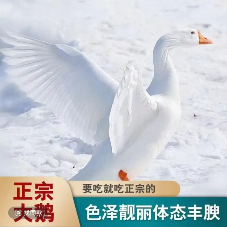 【拍1送1】新鲜散养大白鹅2只毛重13-14斤净重9-10斤内脏带心肝