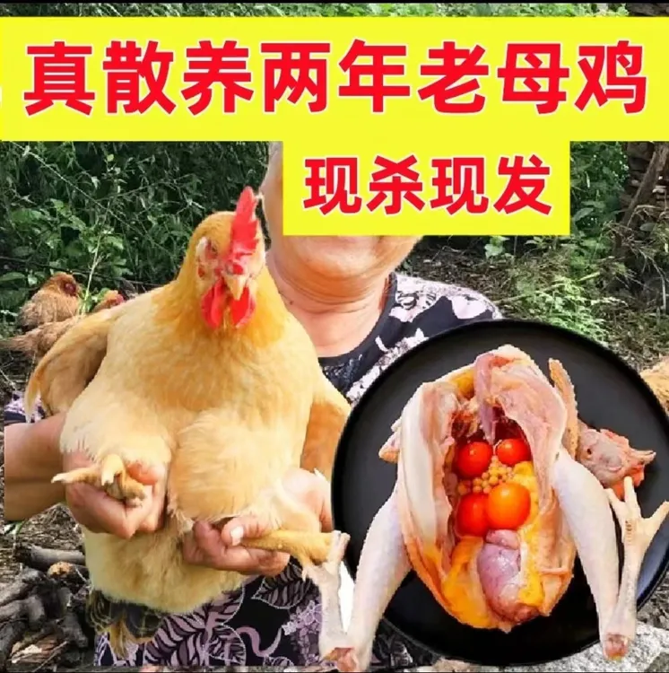 【拍一发二】正宗黄油老母鸡土鸡溜达鸡两只净重4-4.5斤顺丰包邮