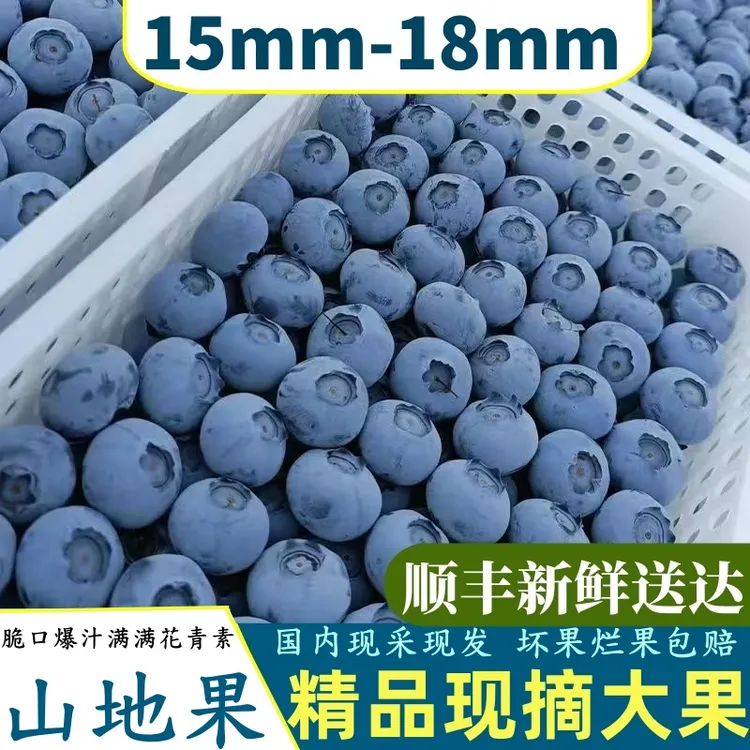 【1山地蓝莓大果】蓝莓15+新鲜现摘现发10盒/5盒一盒100克蓝莓