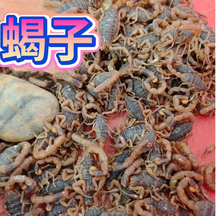 蝎子活沂蒙山十足全蝎天气热会有死亡介意勿拍顺丰包邮
