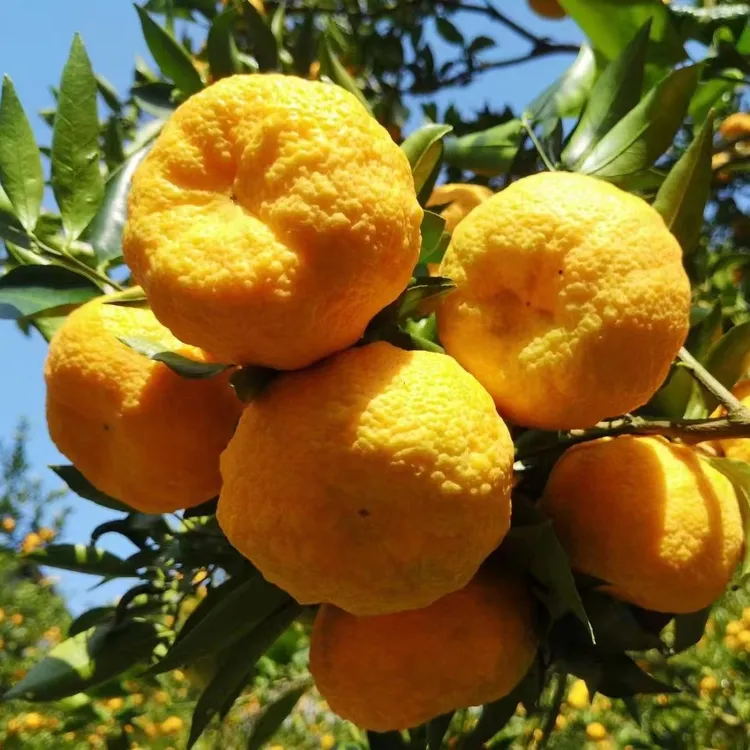 【安康旬阳邮政】旬阳狮头柑农家果园现摘现发邮政全国包邮10斤