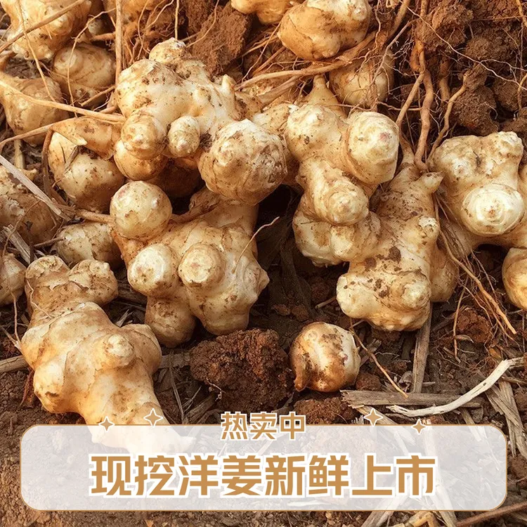 超值9斤洋姜现挖野生新鲜鬼子姜不辣菊芋腌制泡菜酱菜种子5斤装