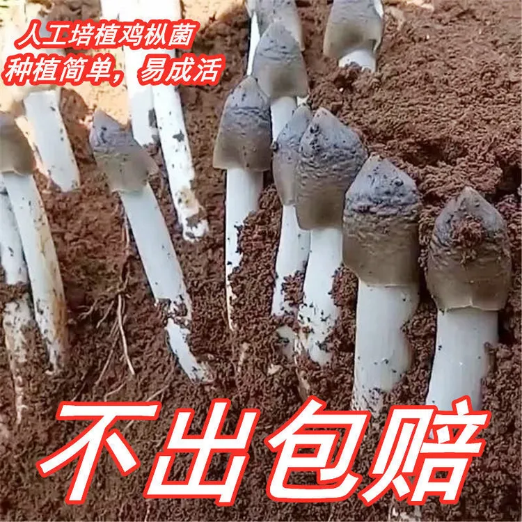 正宗鸡枞菌菌种种包菌种菌包家种可食用人工种植室内室外野外种子