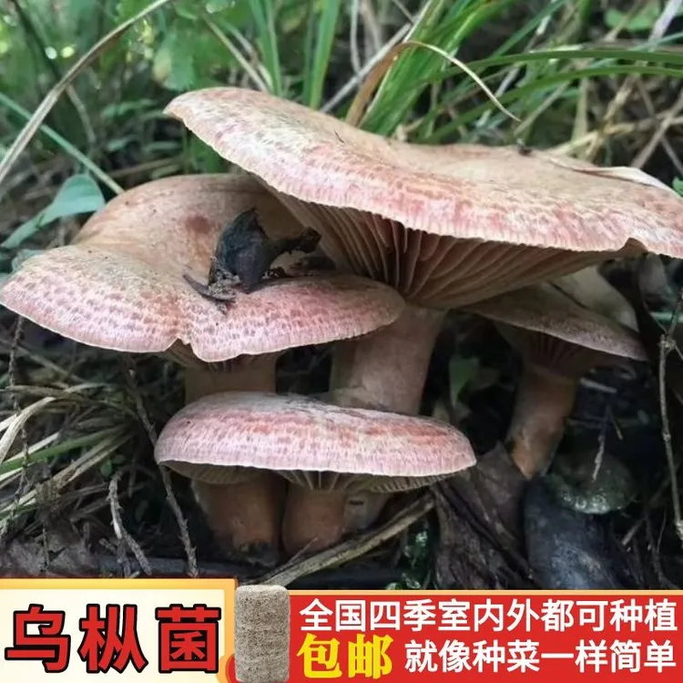 【包出菌】野生乌枞菌新鲜菌种家种包青碟菌松树菌黄碟菌松菌种子