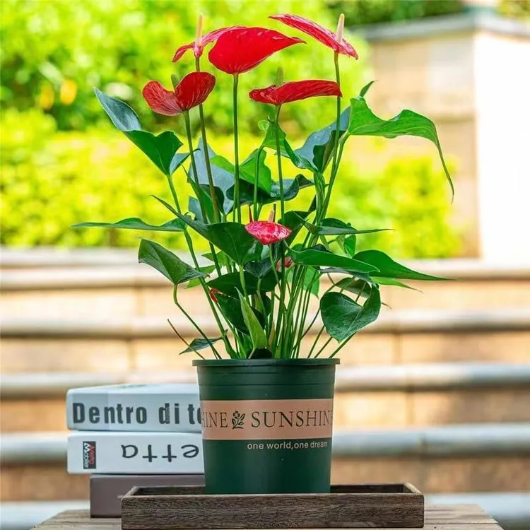 红掌白掌盆栽植物室内花卉好养水培一帆风顺大盆水养四季常青绿植