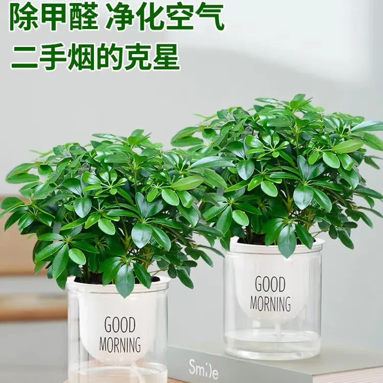七叶莲水培盆栽办公室内招发财树植物八方来财鸭脚木绿植四季好养
