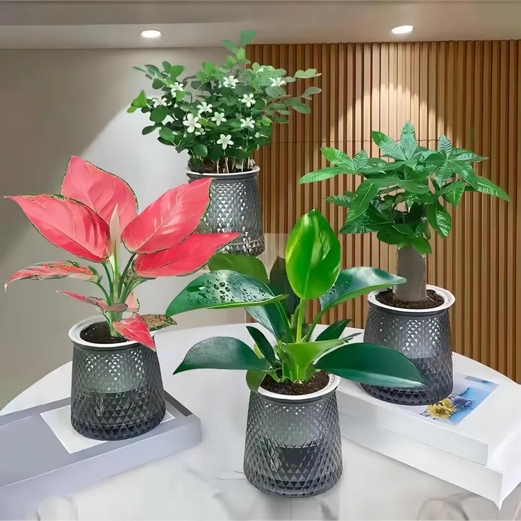 【绿植四件套】发财树九里香金钻富贵竹花卉发财树水培美化精品盆景
