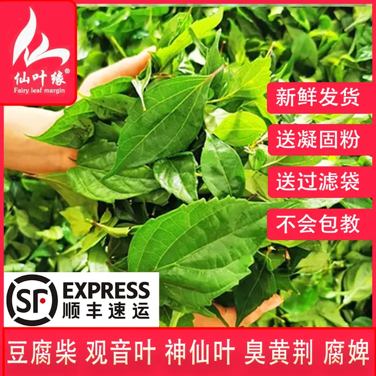 【顺丰包邮】豆腐柴鲜叶现摘现发温州 绿豆腐神仙豆腐