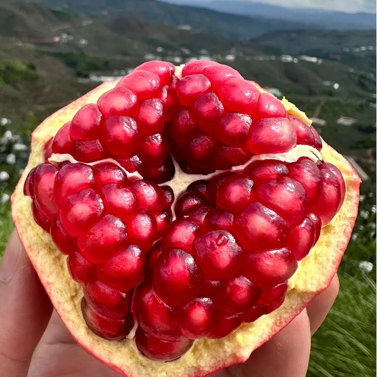 四川会理石榴软籽石榴高山种植香甜多汁新鲜水果