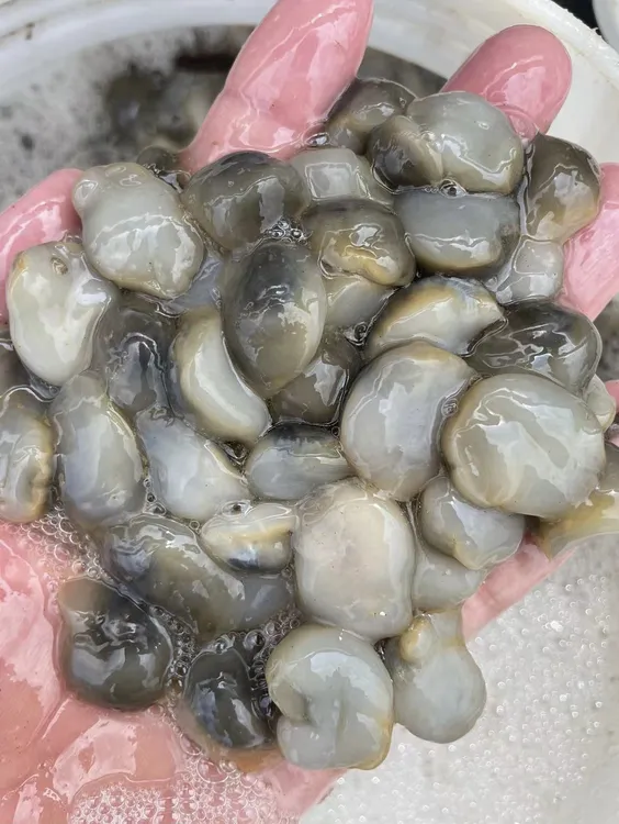 连云港发货 生鲜泥螺