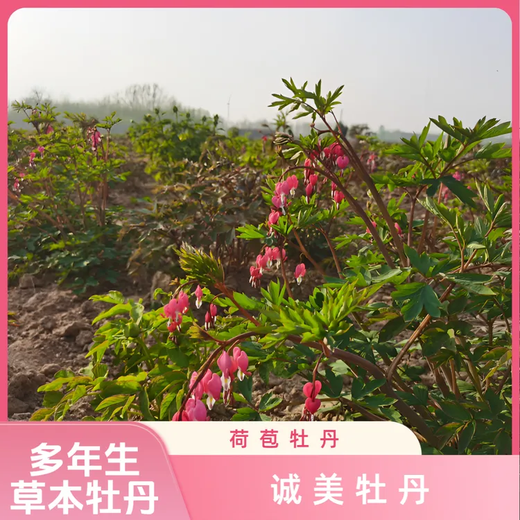【荷苞牡丹】红色心心相印多年生草本 花苗现挖现发 裸根发货