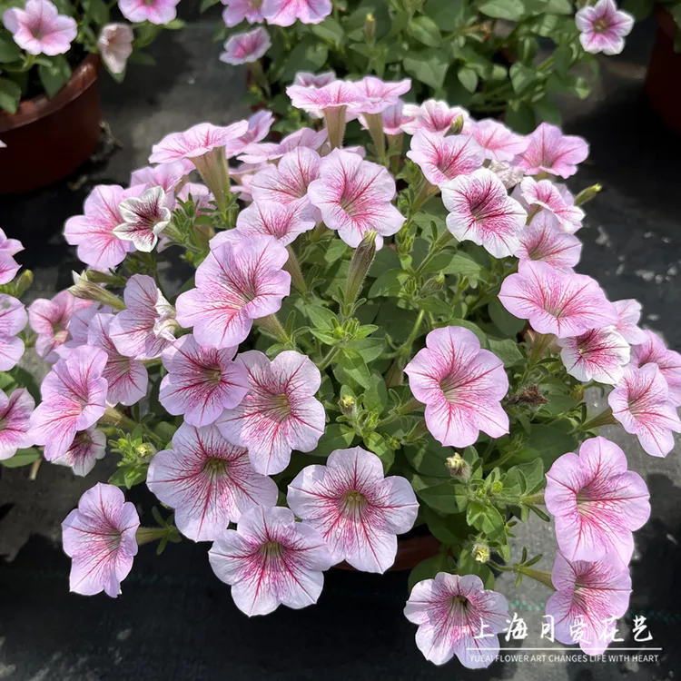 矮牵牛花苗盆栽植物阳台庭院花卉垂吊牵牛花舞春花百万小玲花量大