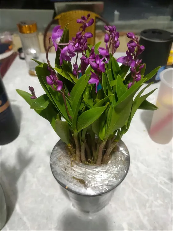 澳洲石斛兰花卉盆栽香水石斛室内客厅上档次花绿植改善睡眠