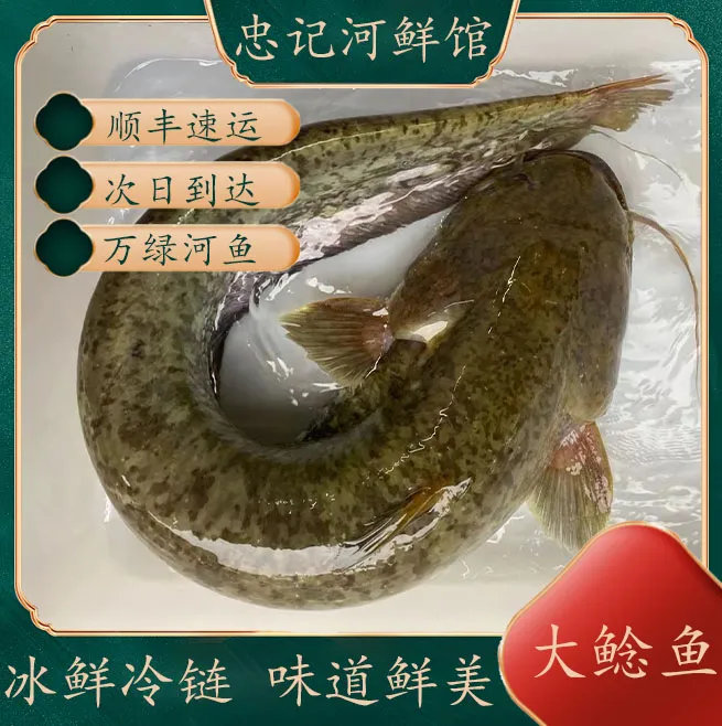 大土鲶鱼小溪大鲶鱼胡子鲶鲶鱼念仔鱼廉仔鲲鱼