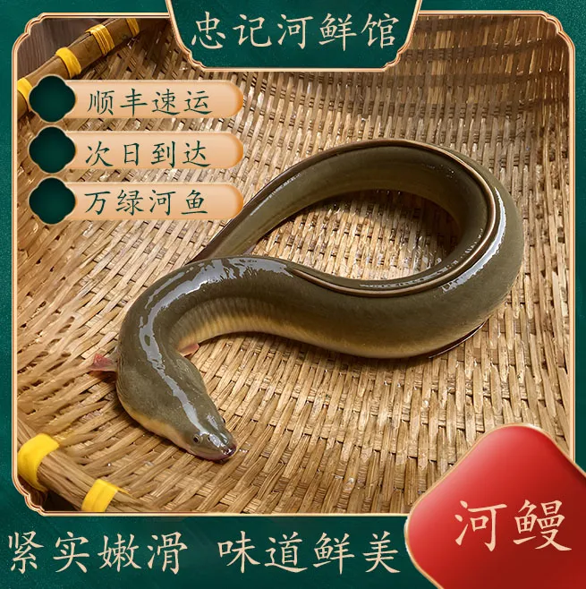 水库鳗鱼河鳗白鳝白鳗河鳗鳗鲡河鳗冷链新鲜放养河鳗清蒸