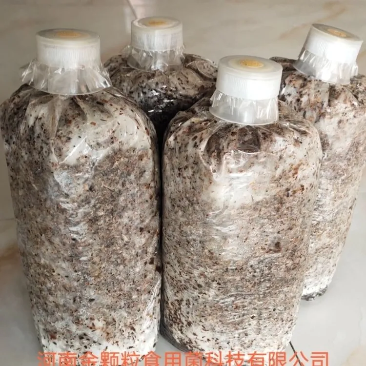鲜毛慈菇伴生菌 毛慈菇果夹种植菌毛慈菇菌包种植菌