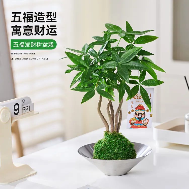 【五福发财树】苔玉苔藓球盆栽室内绿植花卉办公室桌面摆件