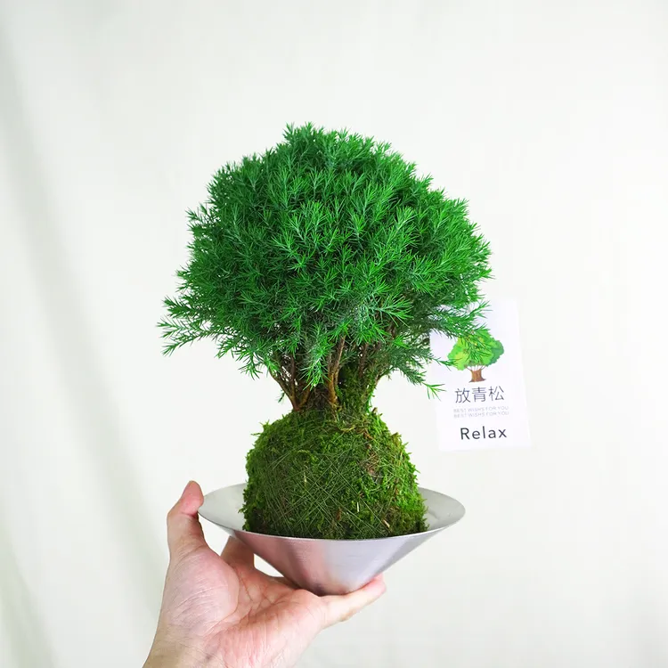 【放轻松】雾凇盆栽客厅办公室内桌面绿植小盆景四季植物四季常绿
