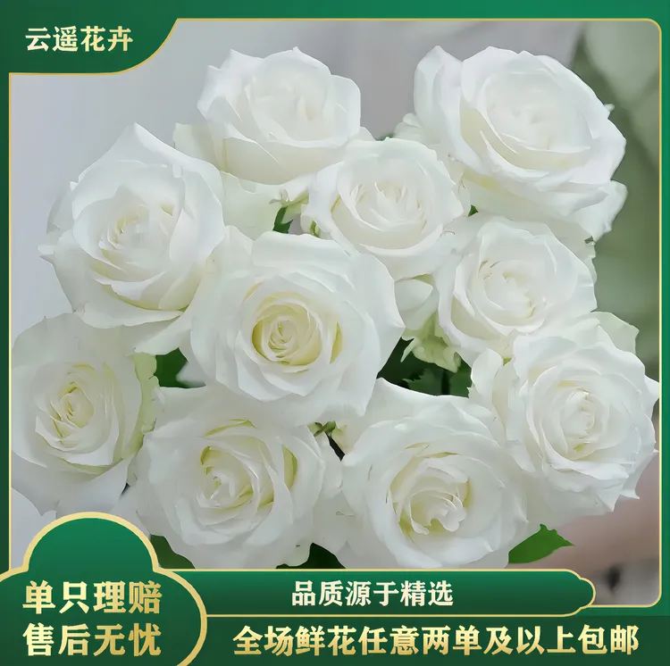 【云遥花卉】骄傲单头玫瑰任意两单包邮