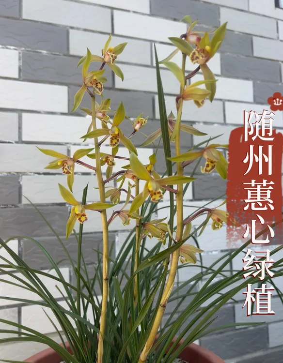 随州正宗带花苞蕙兰浓香兰花8至10苗整棵连体