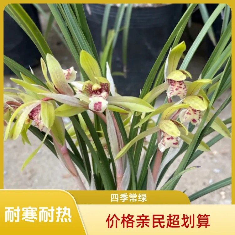 带花苞兰花苗耐寒耐热清香春兰四季常绿庭院阳台客厅绿植1-3月开