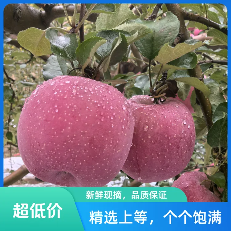 新鲜甘肃苹果，来自黄土高原的生态瑰宝，香甜多汁，