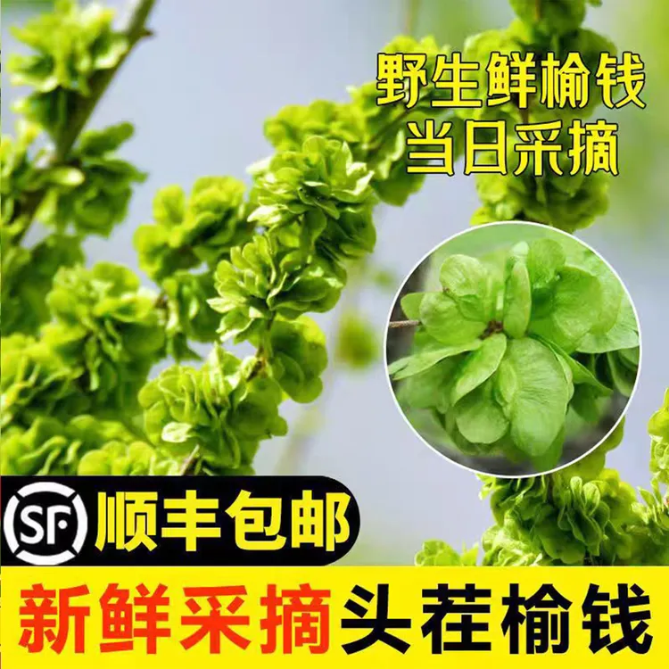 （顺丰包邮）25年新鲜榆钱农家野菜榆树钱儿榆钱串儿窝窝头榆钱馍