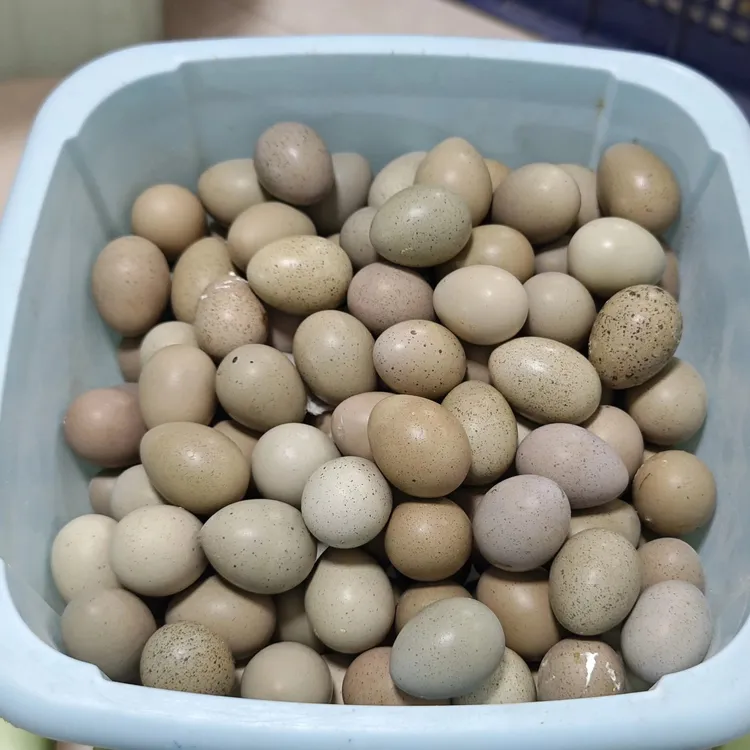 四色精品礼服受精种蛋黑白礼服灰白礼服 红胸礼服 炫彩礼服食用蛋