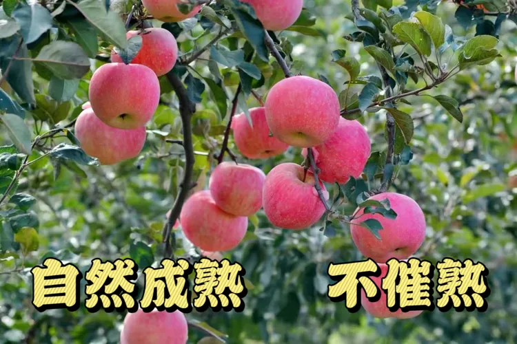 超甜脆爽多汁烟台栖霞红富士苹果家庭装5斤