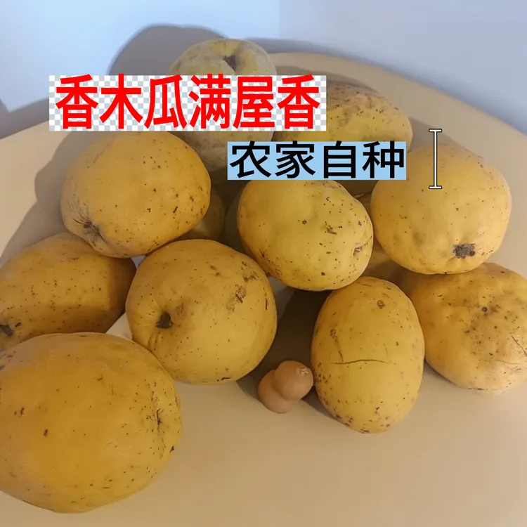 农家自种香木瓜 自然掉落，香气足