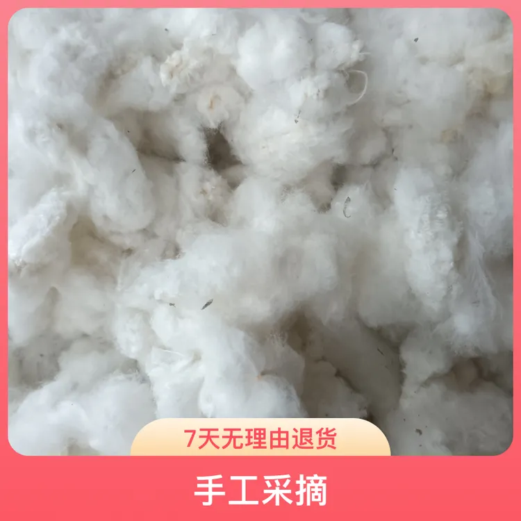 带籽棉花棉籽纯棉花自家种手工采摘带籽棉花2025新棉花