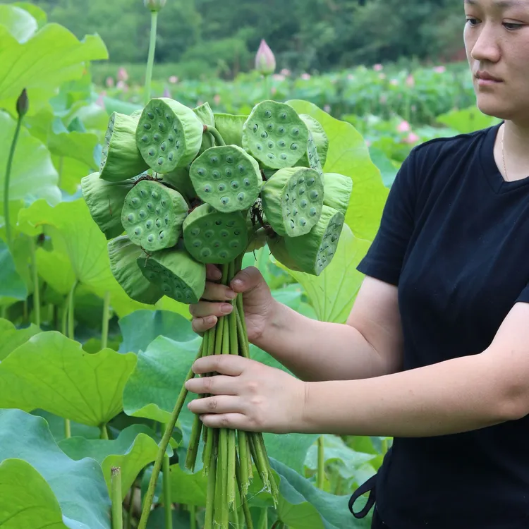 【顺丰包邮】生吃嫩甜多汁莲蓬莲子米新鲜现摘现发当季水果露天生长