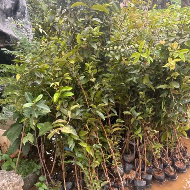 直播间一物一拍，沙巴