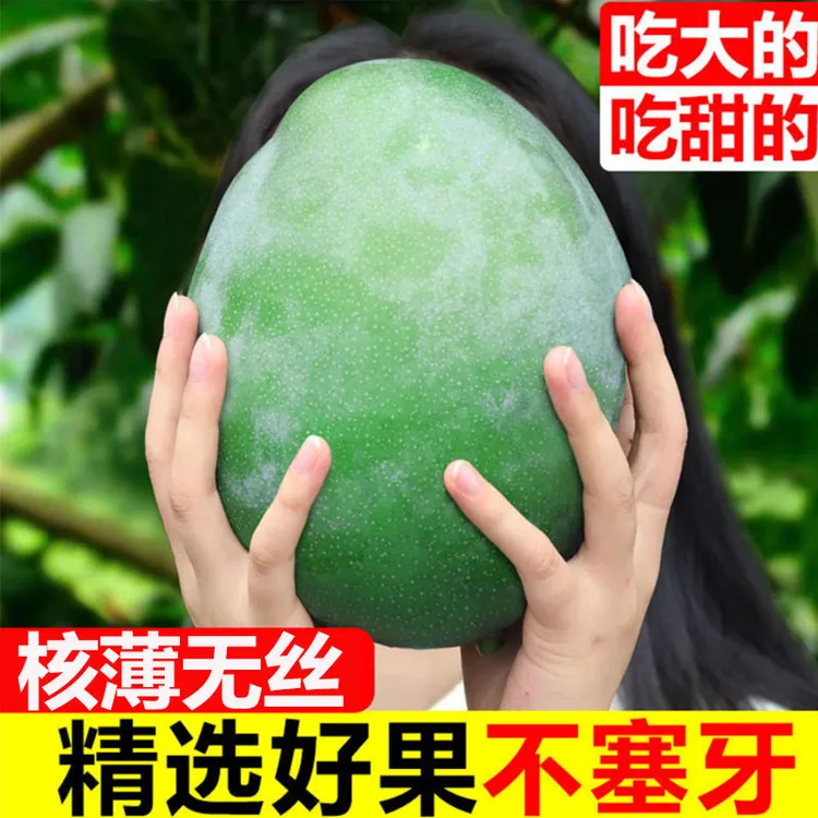 【放熟变软吃】正宗四川攀枝花凯特芒果新鲜水果皮薄肉厚特大青芒