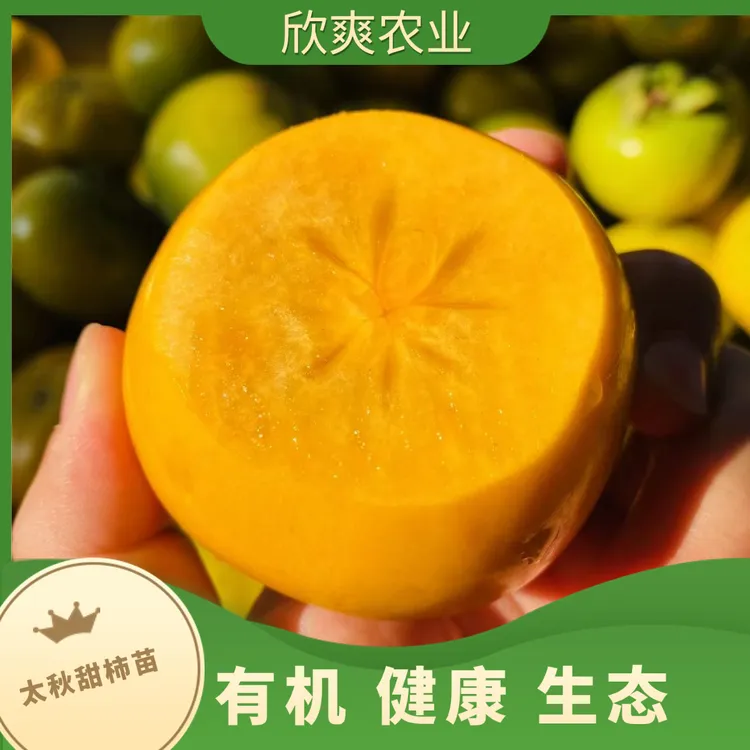 【满两颗包邮能拍就有货】太秋一年杯苗（包对版，不包存活）长沙发货