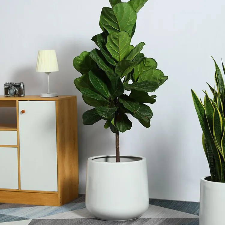 陶瓷花盆高颜值高档白色花瓶北欧简约现代落地发财树金钱树龟背竹