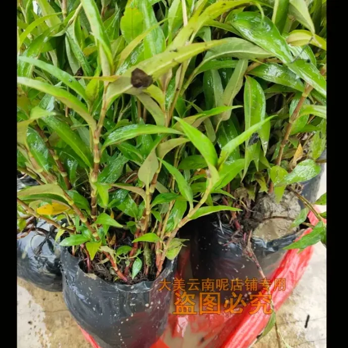 绿植盆栽云南香柳苗带根老根易活特色蔬菜小秧苗1盆栽热卖