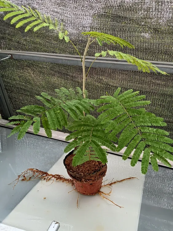 帕哈苗臭菜苗树苗绿植云南野菜带根带土盆栽苗成活率高新品热卖
