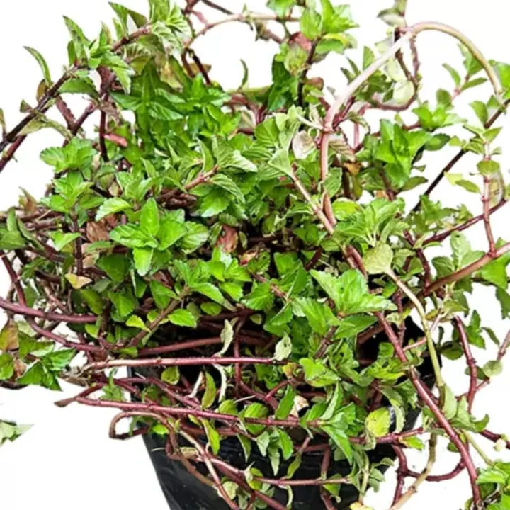 水香菜云南傣味调料餐厅食材火锅带根盆栽小苗现挖苗易活