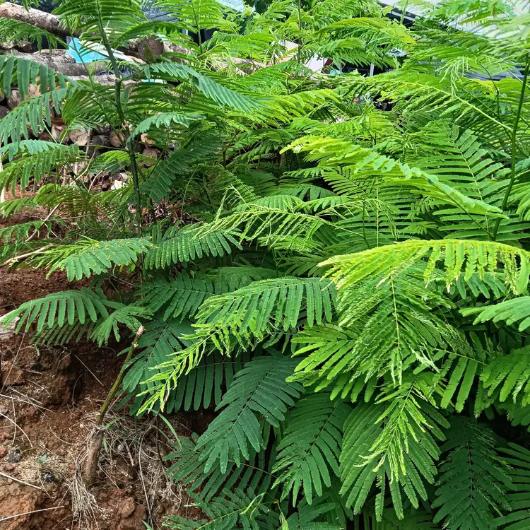 云南高山帕哈臭菜绿植园林1盆1棵盆栽苗云南德宏傣族帕哈盆栽苗