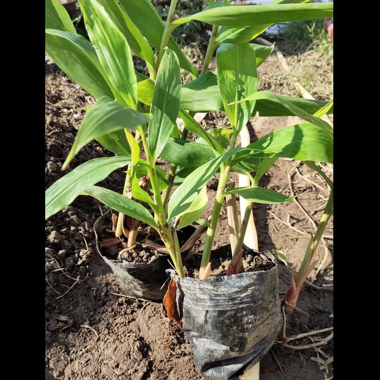 白姜花苗野姜球根花苗盆栽姜花种头盆小苗带土带根庭院阳台栽种