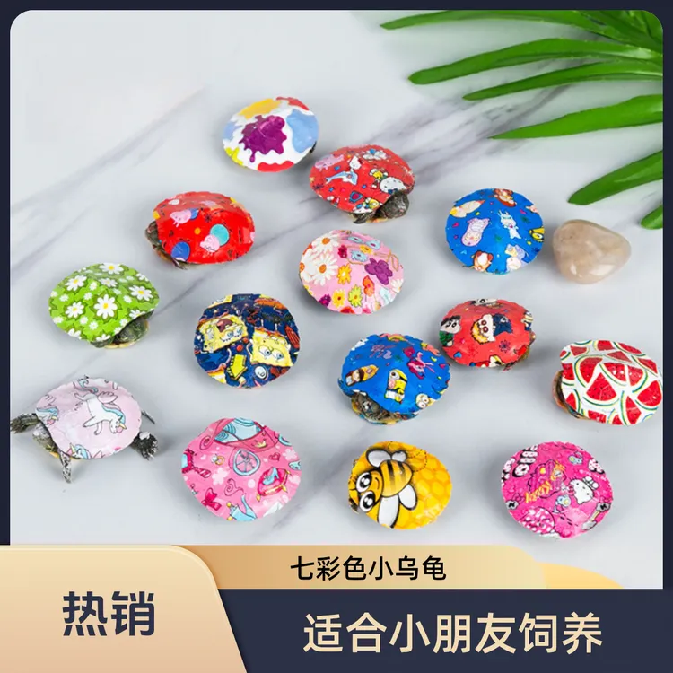 宠物龟七彩色小乌龟彩龟宠物乌龟活物活体巴西炫彩观赏小乌龟