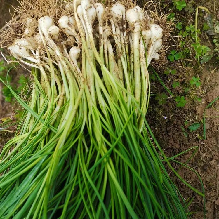 贵州野葱苦蒜 现挖现发【泡沫箱发货】 野生的有点小棵介意请忽拍