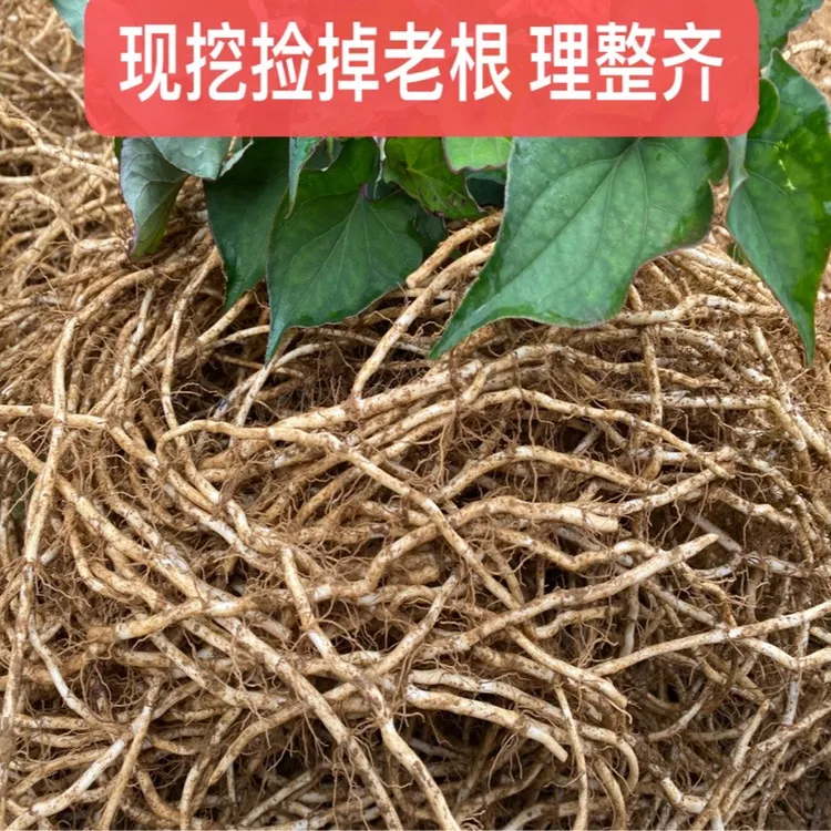 贵州 [新折耳根] 鱼腥草[不带叶子]现挖不洗理顺发货