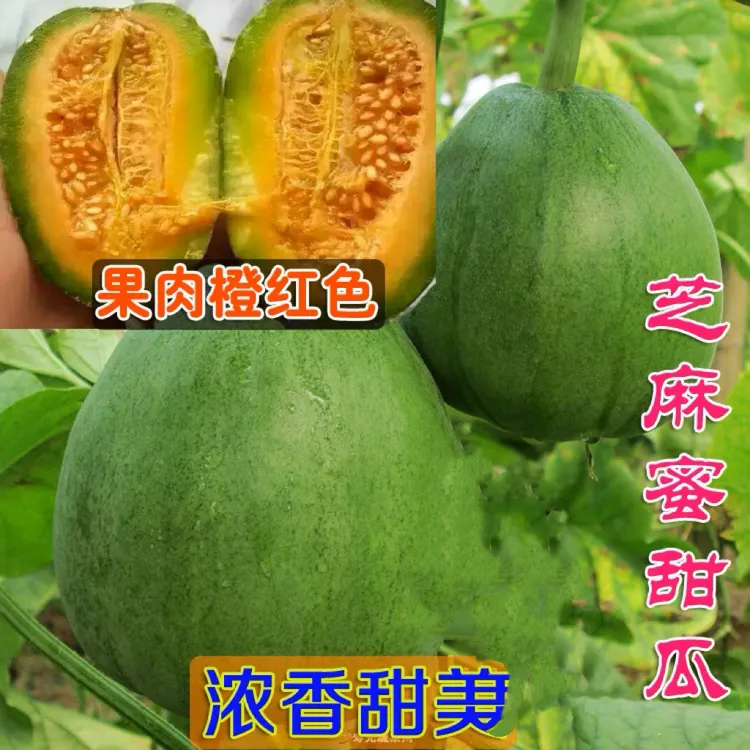 芝麻蜜甜瓜种子脆甜红瓤芝麻脆甜瓜阳台盆栽简单春季夏季温室简单